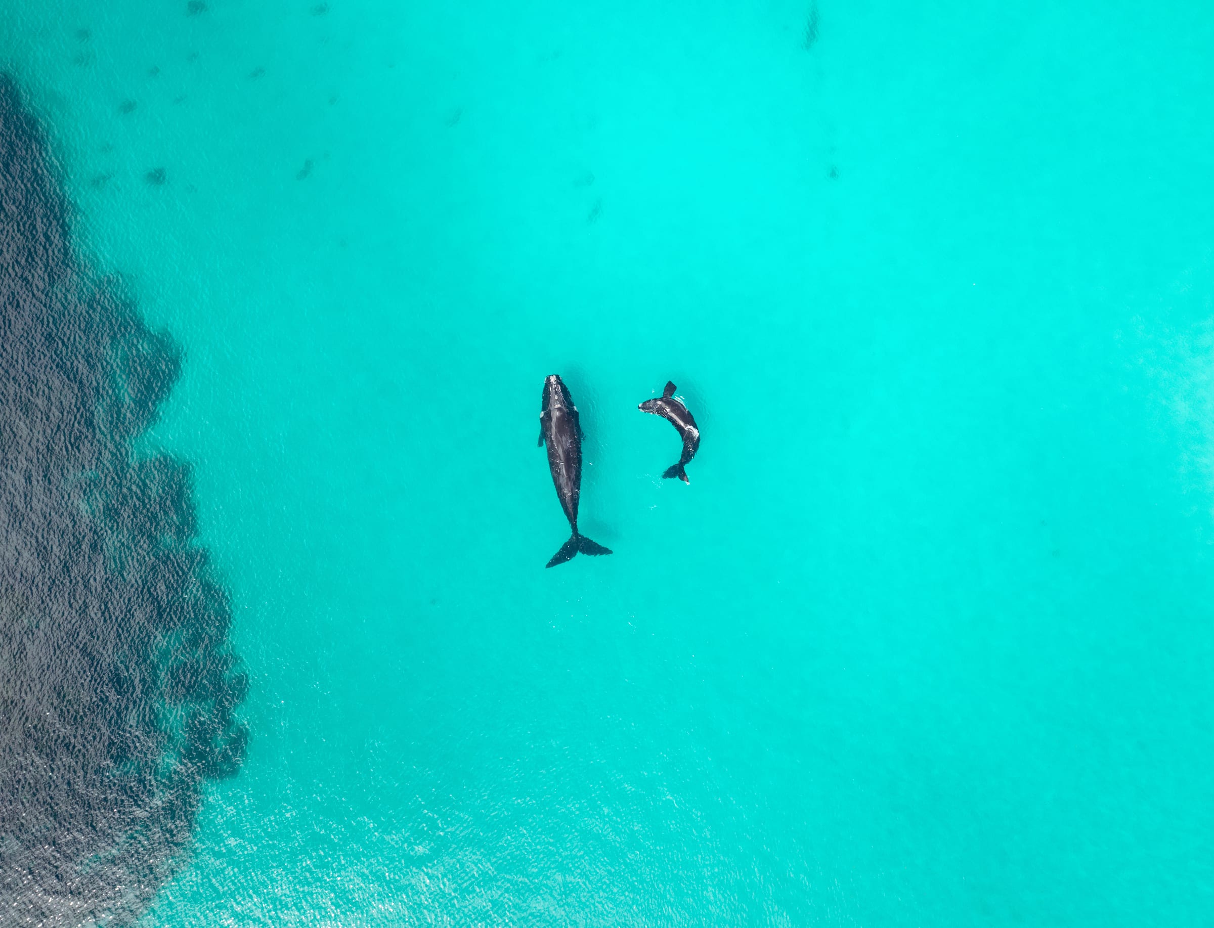 Whales from above