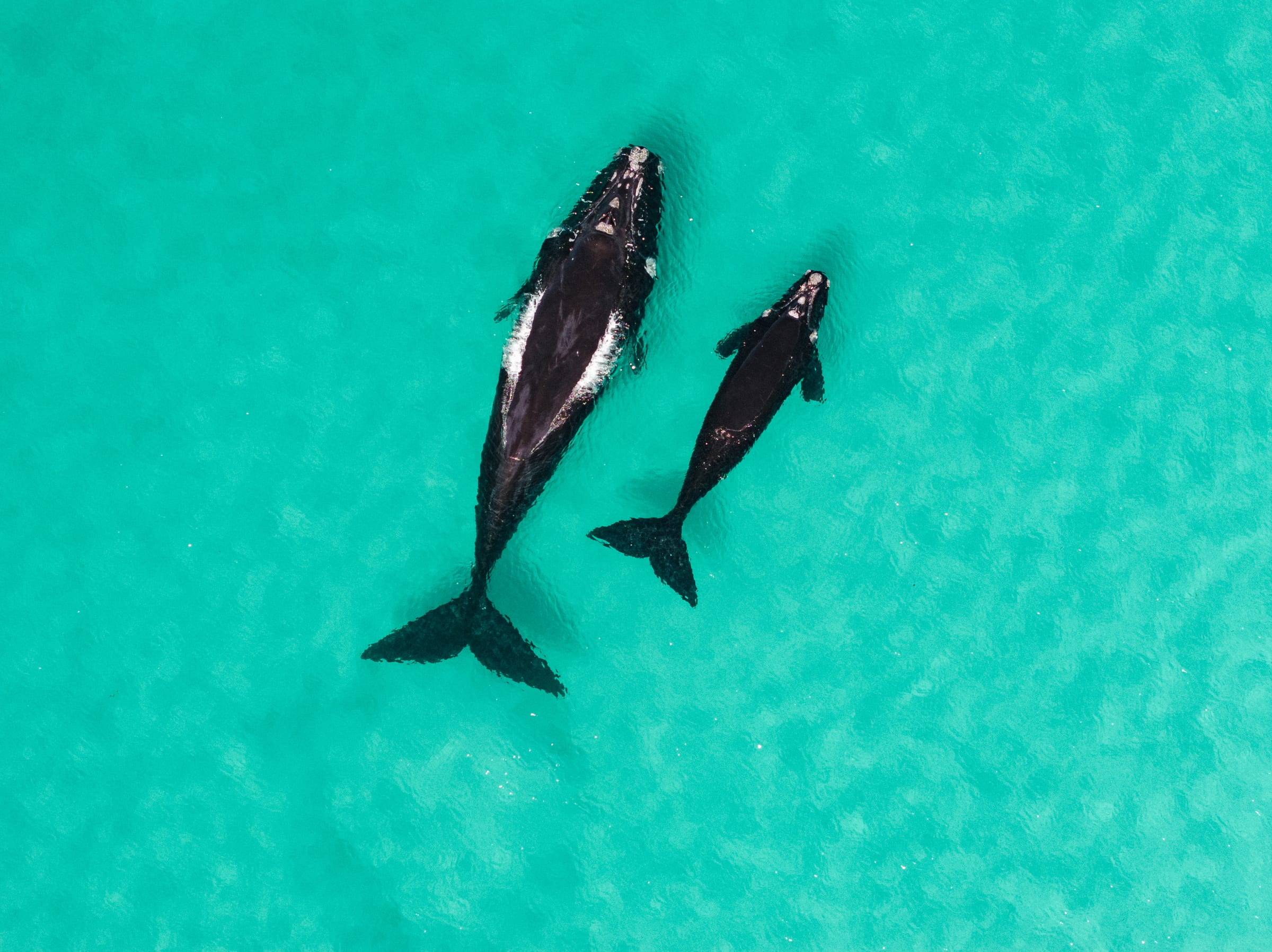 Whale and calf