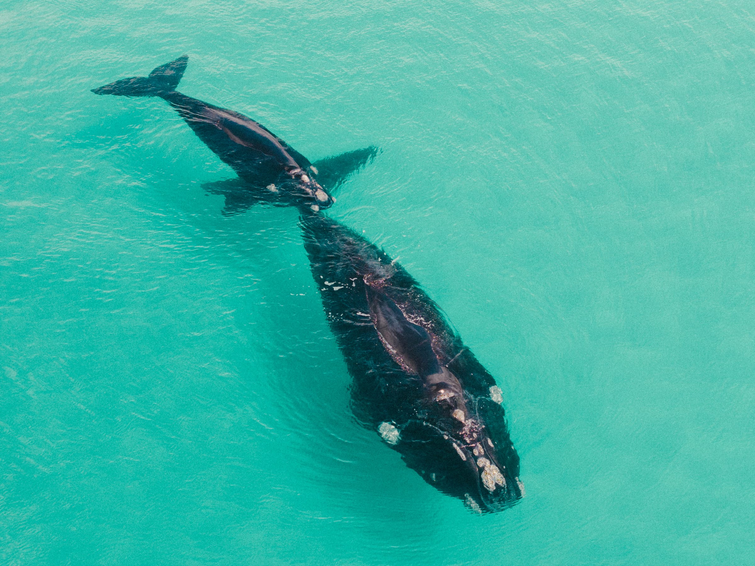 Southern right whale