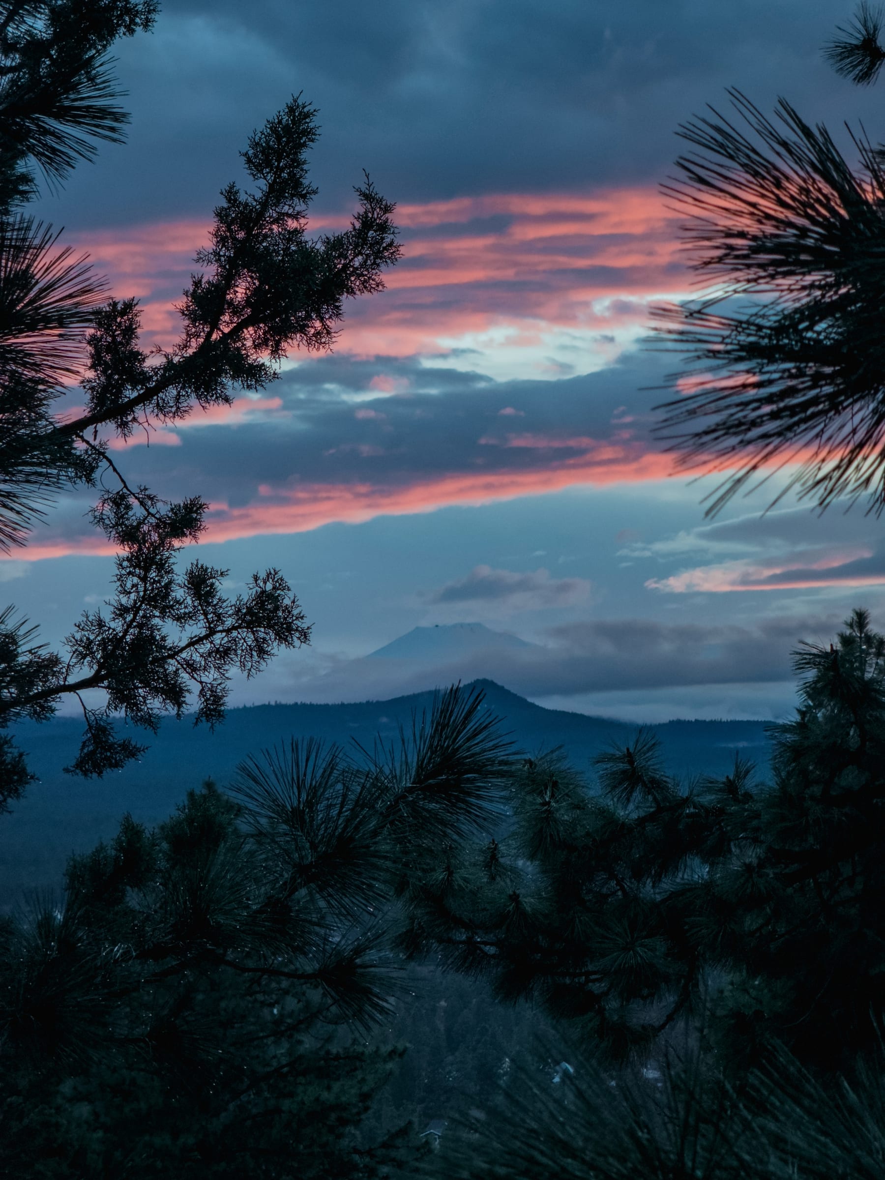 Peak through the pines