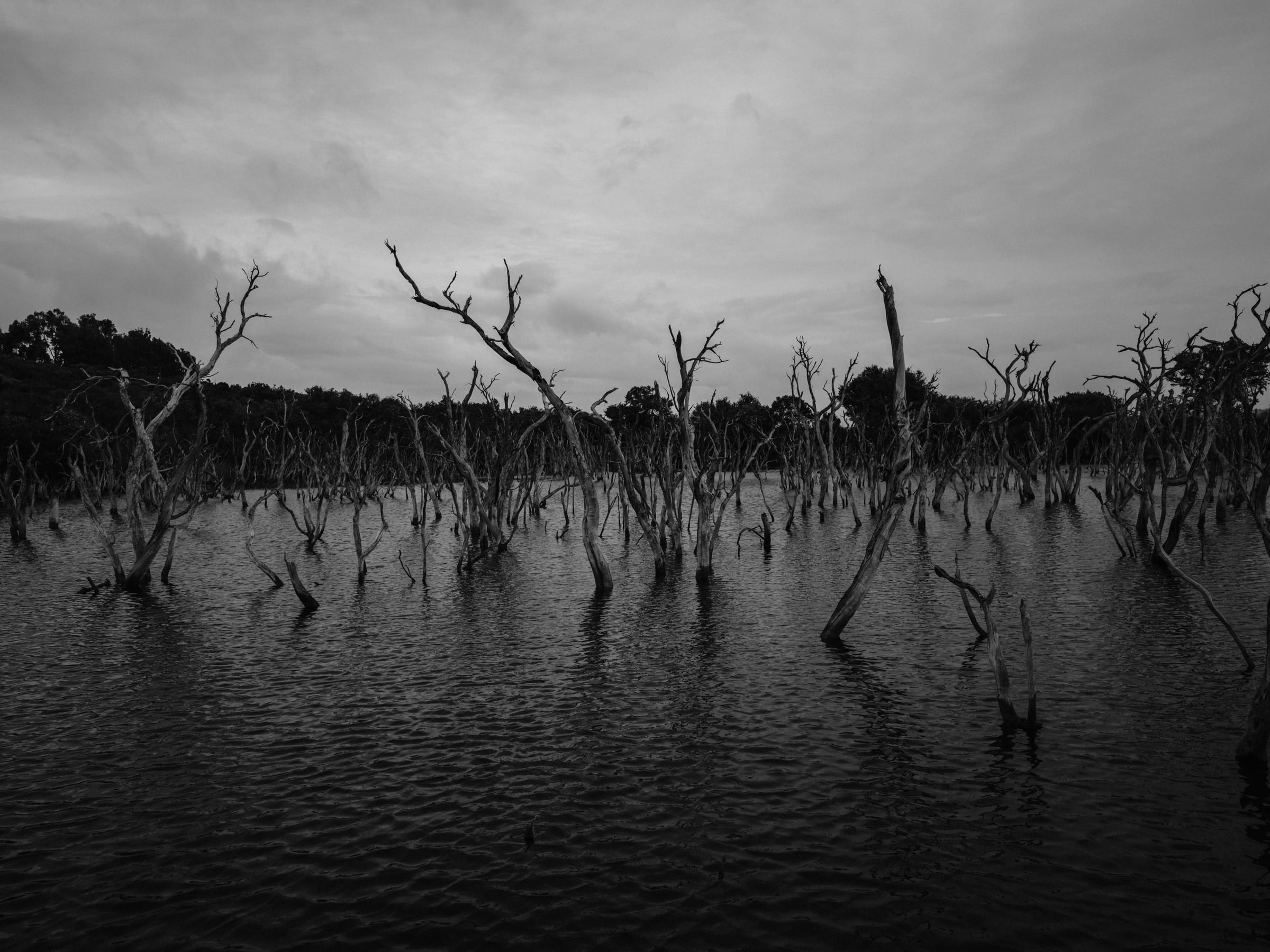 Drowned forest