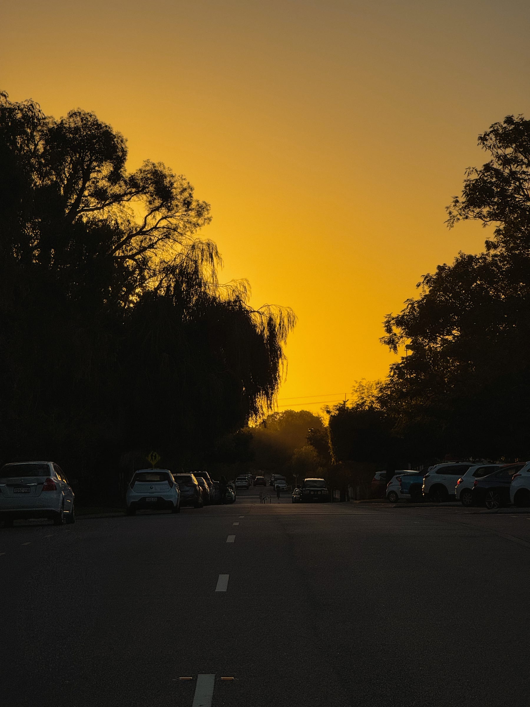 Willow at golden hour